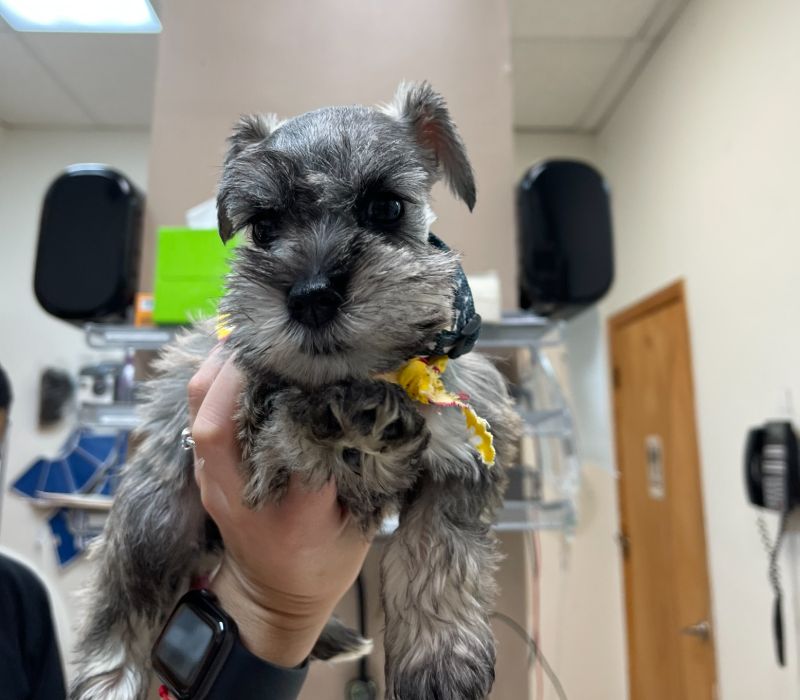 Veterinarian Services Kendall