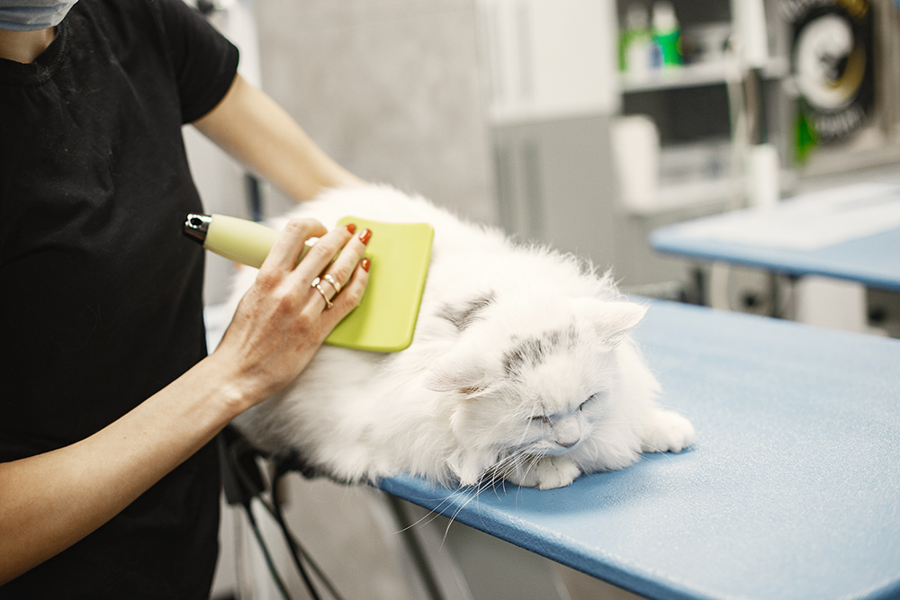 Cat Grooming Kendall