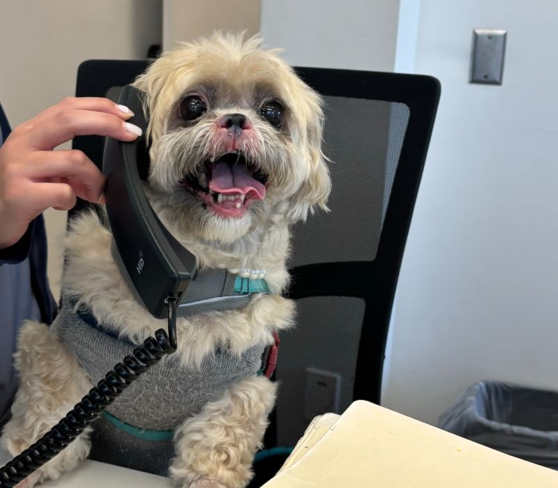 Pet Sitting Services Kendall