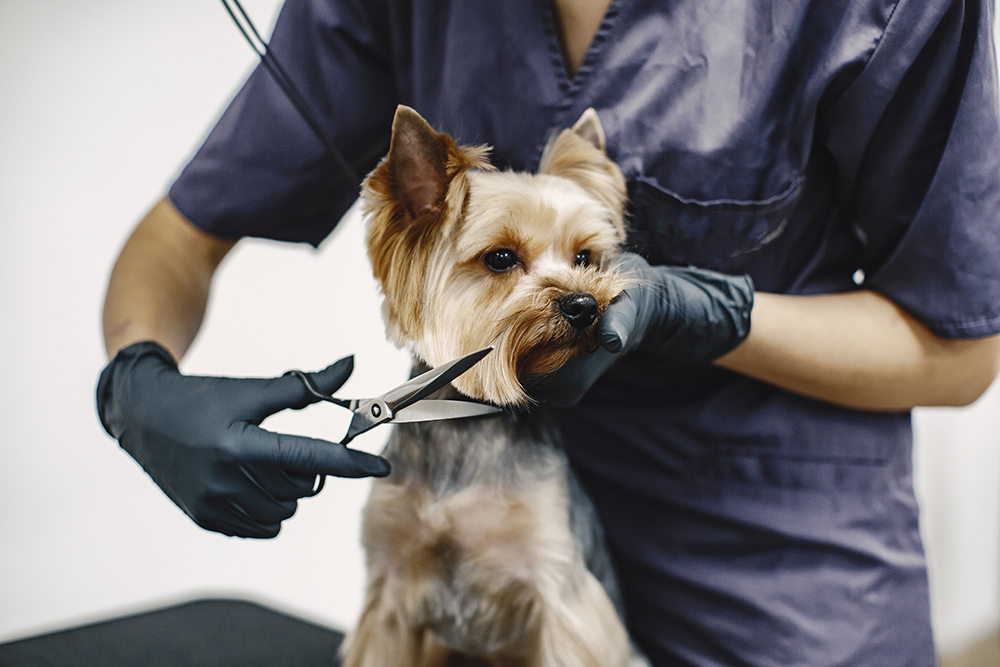 Dog Grooming Kendall