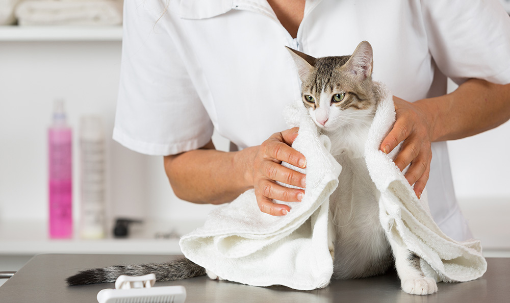 Cat Grooming Services Kendall
