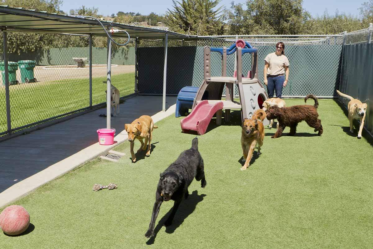 Pet Sitting Services Kendall