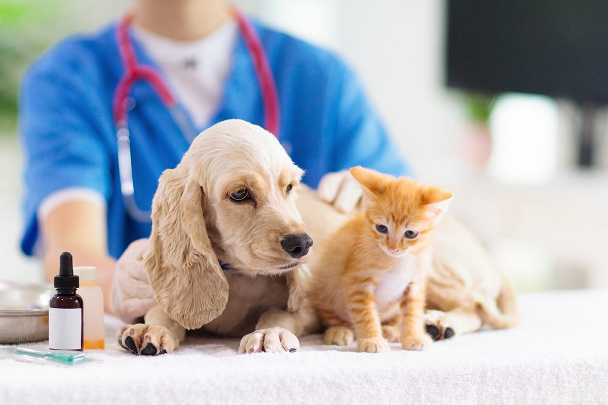 Dental.jpg Pet Grooming, Fontainebleau<br/>Exceptional Pet Grooming, Fontainebleau<br/>Fantastic Pet Grooming, Fontainebleau