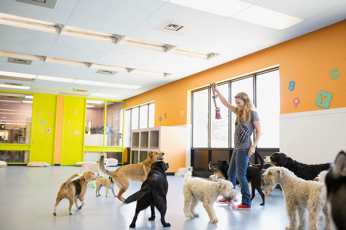 Pet Boarding Kendall