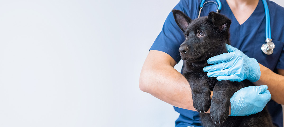 don'.jpg Pet Medical Center, Fontainebleau<br/>Respected Pet Medical Center, Fontainebleau<br/>Reliable Pet Medical Center, Fontainebleau
