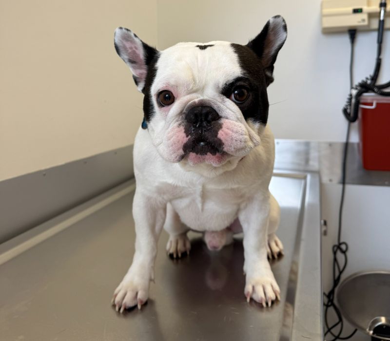 Pet Laboratory Kendall