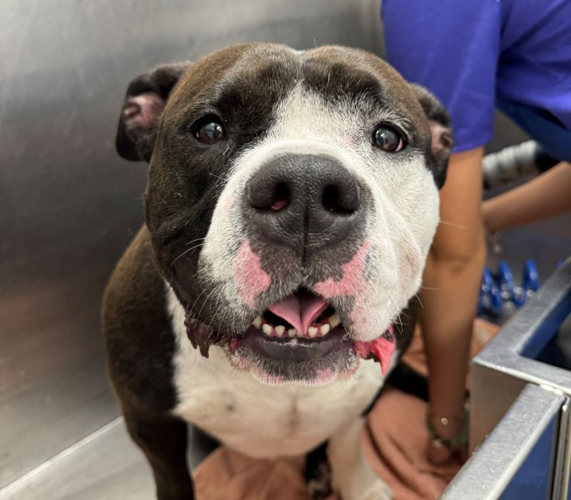 Pet Dental Care Kendall