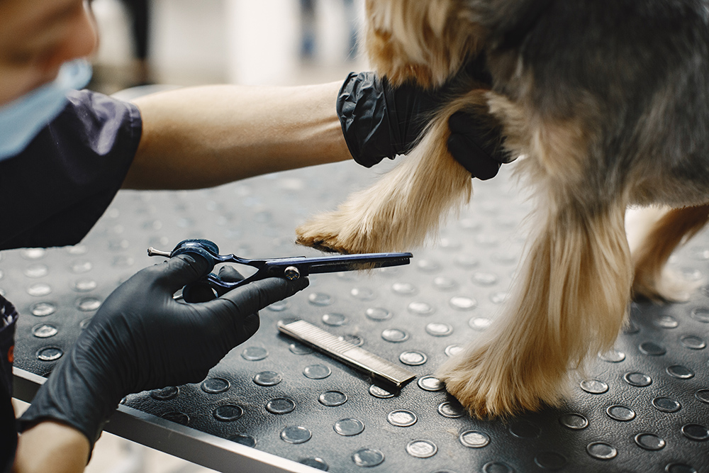 Dog Grooming Services Kendall