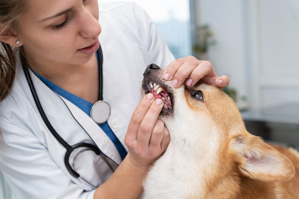 Pet Dental Care Kendall