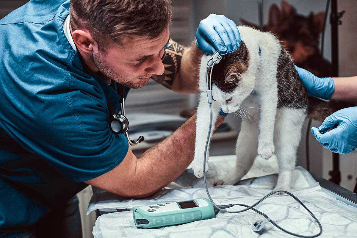 Pet Laboratory Kendall