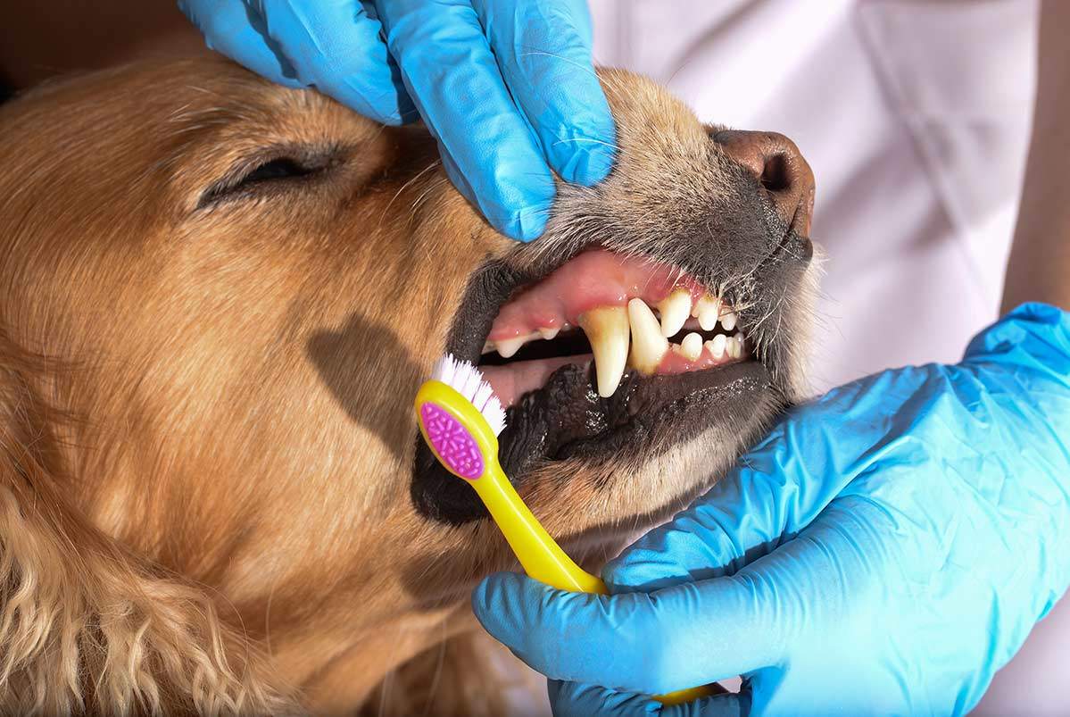 Pet Dental Care Kendall